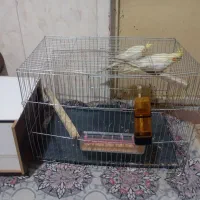 عروس هلندی