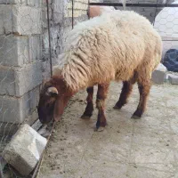 فروش بره نر شیر مست