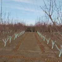 هرس و اصلاح باغات