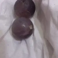 جفت مهره قدیمی  و زنده ب شرط کار(نظربند)