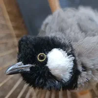 دوعدد جوجه قناری