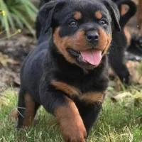 سگ روتوایلر rottweiler توله سگ روتوایلر