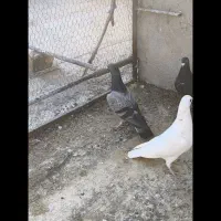 سینه سفیدگورهی‌پلاکی|پرنده|مبارکه, |دیوار