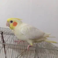 جوجه عروس دونخور سرلاکی کوتوله اشتی|پرنده|بندرعباس, |دیوار