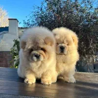 توله چاو ژاپنی زبون بنفش فلت خرسی