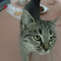 واگذاری رایگان گربه همراه باکس+ ظرف خاک و خود خاک