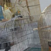 پرنده
