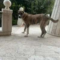 سگ الابای خراسانی ۱۱ ماهه