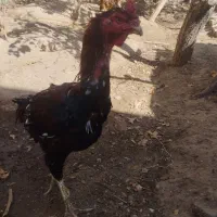 خروسومرغلاری|حیوانات مزرعه|تایباد, |دیوار