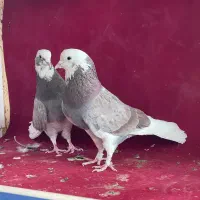 ۵ جفت کبوتر مایه و پرش تهرانی