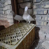 کبوتر|پرنده|اسفراین, |دیوار