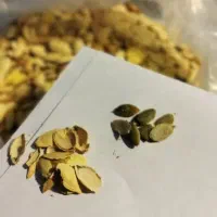 خشکبار ، کدو پر مغز|خوردنی و آشامیدنی|مشهد, کارمندان دوم|دیوار