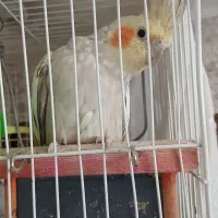 جفت سالم باقفس دومیلیون پونصد بدون قفس ۲ملیون