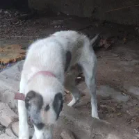 سگ نگهبان|سگ|مینودشت, |دیوار