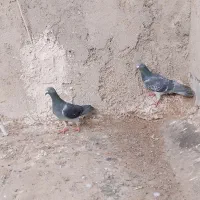 2 تا کفتر نر