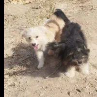 سگ نر و ماده