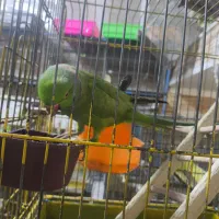 طوطی ملنگو نر دستی|پرنده|مهاباد (آذربایجان غربی), |دیوار