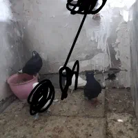 کفتر مفت|پرنده|مشهد, شهرک بهارستان|دیوار