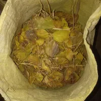 دو تن برگ درخت توت خیلی خیلی تمیز|خدمات باغبانی و درختکاری|تربت‌حیدریه, بوستان باغ ملی|دیوار