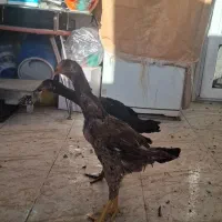 یک جفت جوجه لاری نژاد افغان دنگ بالا|حیوانات مزرعه|فولادشهر, C1|دیوار