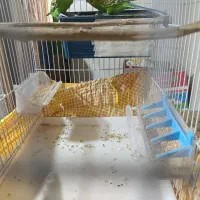 مرغ عشق با قفس و وسایل|پرنده|سراوان, |دیوار