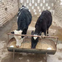 گوساله ماده داشتی شیک شیک