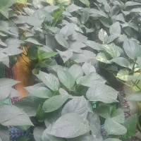 گل پتوس و دونه ۱۲۰ مفت مفت حراج آخر فصل|گل و گیاه طبیعی|مرودشت, مختارآباد|دیوار