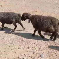 میش بره دار بختیاری درجه یک