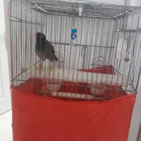 فروش مرغ مینا سخنگو به شرط ده میلیون باقفس