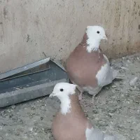 کبوتر طوقی|پرنده|اسدآباد, |دیوار