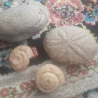 فسیل