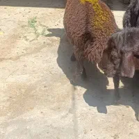 بره