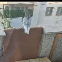 کبوتر پیس|پرنده|محمدشهر, شهرک پیام (مهرالبرز)|دیوار