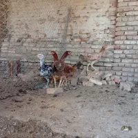 لاری|حیوانات مزرعه|شبستر, |دیوار