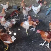 مرغ محلی|حیوانات مزرعه|تاتار علیا, |دیوار