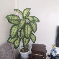 گل طبیعی و گلدان|گل و گیاه طبیعی|جوانرود, |دیوار