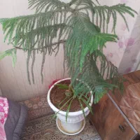 گل کاج مطبق با گلدان
