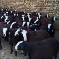 فروش بز ه غاله