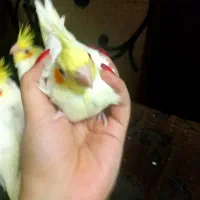 ۸عددجوجه سرلاکی ودون خوربزرگ شده با بهترین شرایط|پرنده|آمل, |دیوار