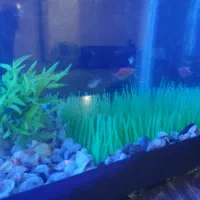 آکواریوم|ماهی|سنقر, |دیوار