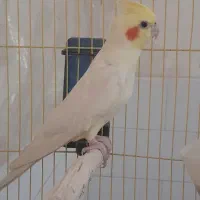 عروس هلندی نر و ماده تکی و جفتی