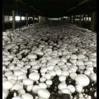 ثبت سفارش کمپوست قارچ  دکمه ای