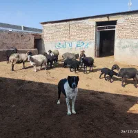 میش جوون با بره بره ها درشت