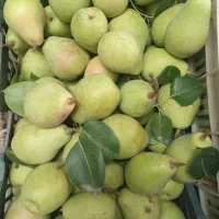 گلابی تازه چین تروتازه آب دار کیلویی ۷۰