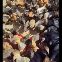 جوجه خروس و مرغ