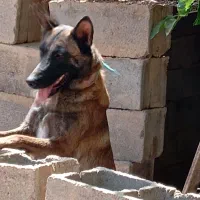 سگ مالینوینز بلژیکی اصل