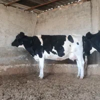 گاو زایده|حیوانات مزرعه|قوچان, |دیوار