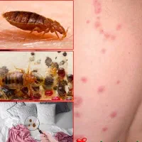 سمپاشی تخصصی سم پاشی سوسک ساس موریانه/با ضمانت|خدمات نظافت|اهواز, کمپلو شمالی|دیوار