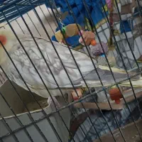 عروس هلندی فول دستی نر و ماده