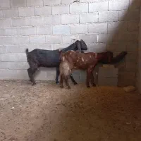 دو تا بز سال خوش خوراک